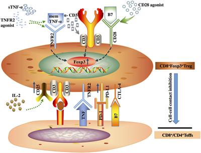 The Significance of Tumor Necrosis Factor Receptor Type II in CD8+ Regulatory T Cells and CD8+ Effector T Cells